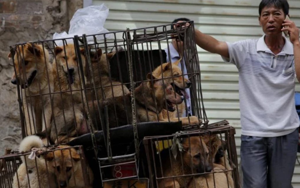 South Korea's President Wants To End Dog Meat Consumption thumbnail
